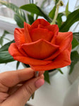 Forma Róży Maria Duża